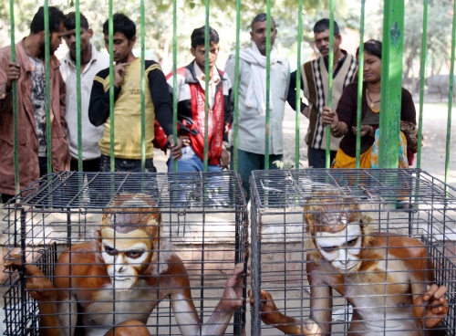In pictures: People for the Ethical Treatment of Animals activists dressed  as monkeys sit inside a cage during a protest in New Delhi, India on 25  November 2009. PETA compares the Mumbai